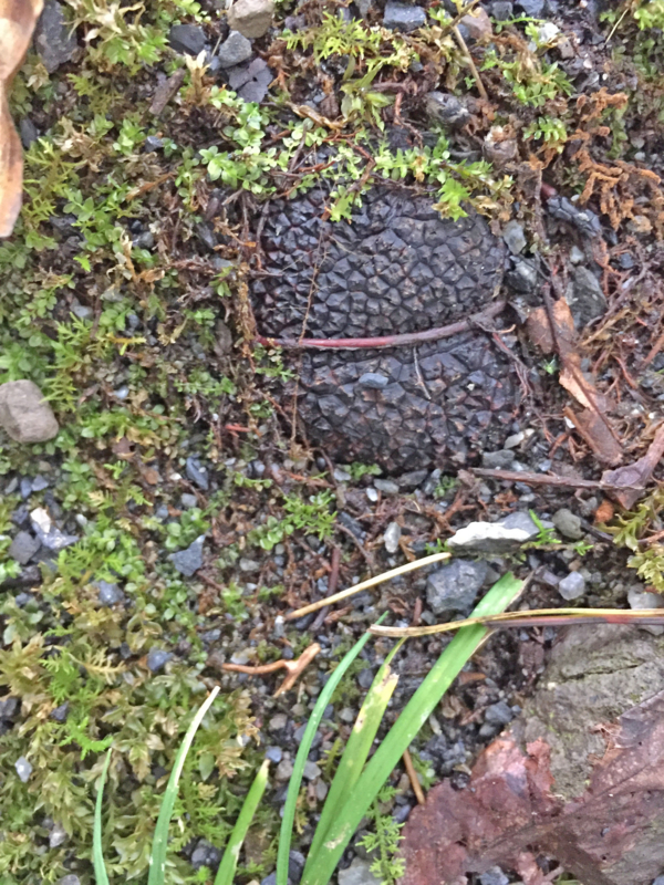 f:id:negineesan:20161029135415j:plain