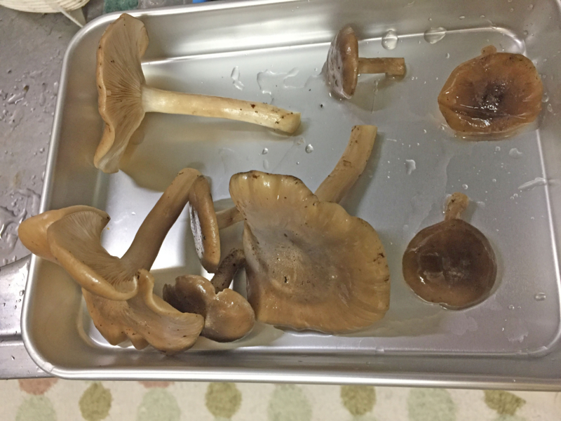 f:id:negineesan:20161029203320j:plain