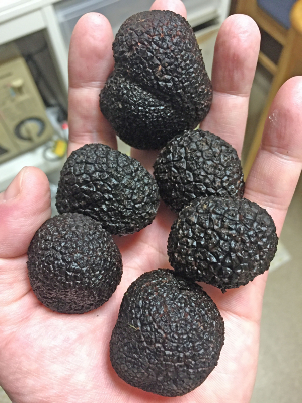 f:id:negineesan:20161029204835j:plain