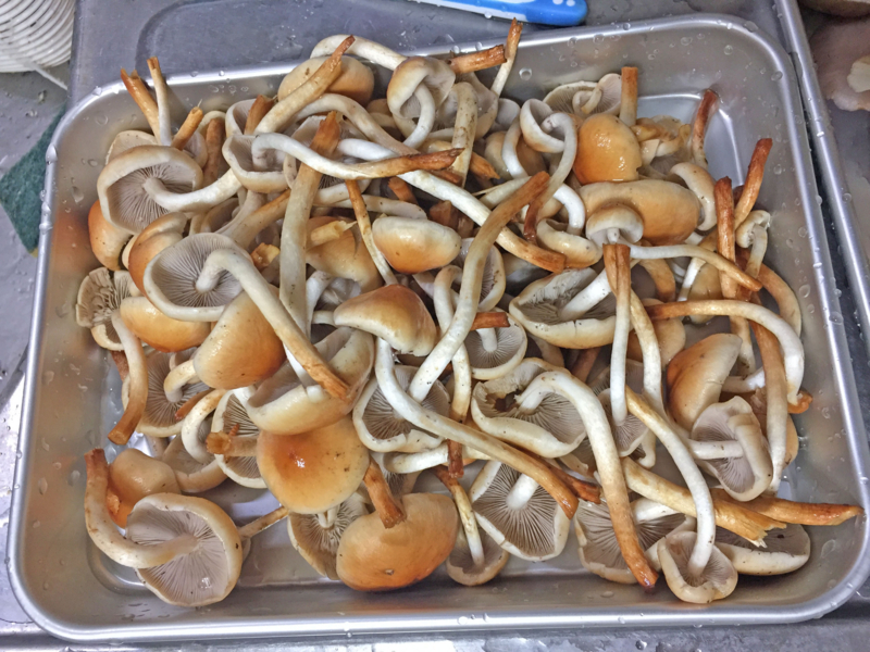 f:id:negineesan:20161029205842j:plain