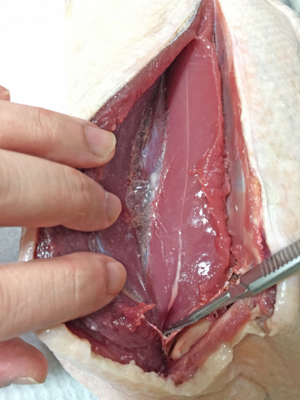 f:id:negineesan:20161124184335j:plain