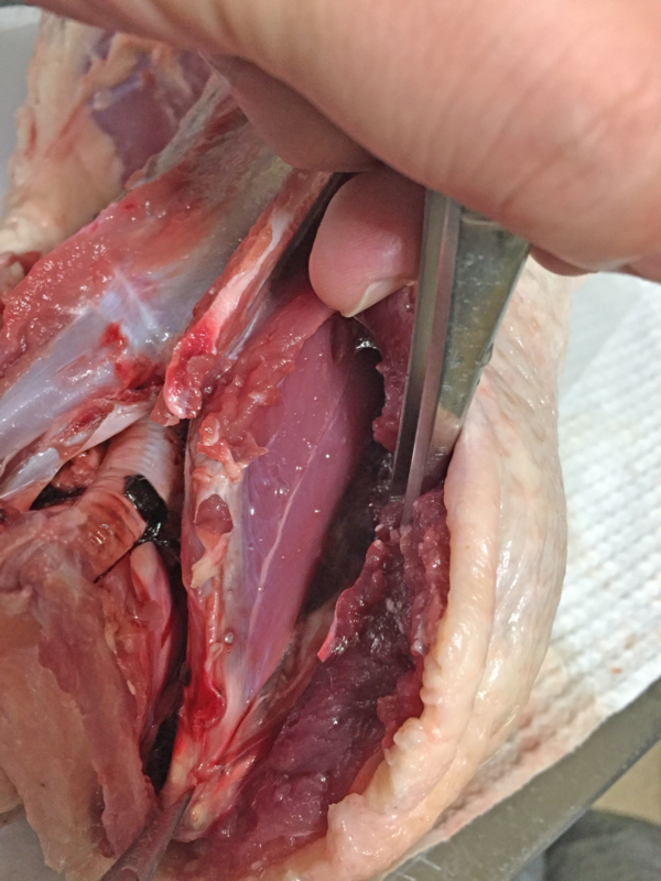 f:id:negineesan:20161124191042j:plain