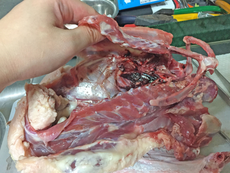 f:id:negineesan:20161124195516j:plain