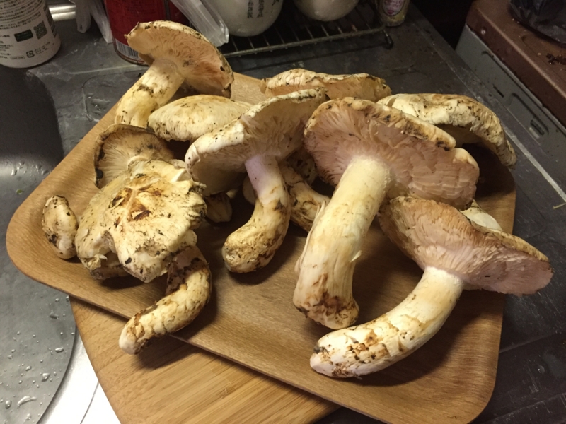 f:id:negineesan:20161217174742j:plain f:id:negineesan:20161217174742j:plain