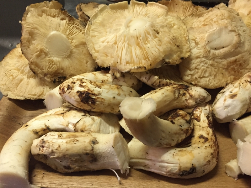 f:id:negineesan:20161217183820j:plain f:id:negineesan:20161217183820j:plain