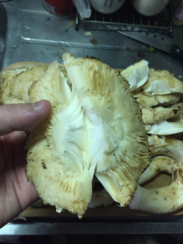 f:id:negineesan:20161217184101j:plain f:id:negineesan:20161217184101j:plain