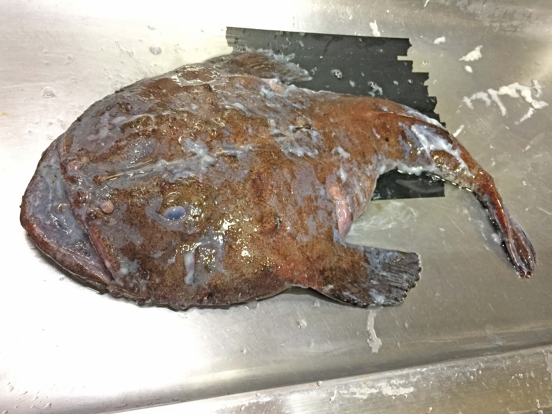 f:id:negineesan:20170120184846j:plain