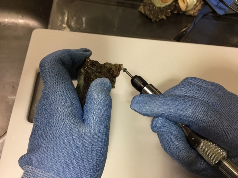 f:id:negineesan:20170412213426j:plain f:id:negineesan:20170412213426j:plain