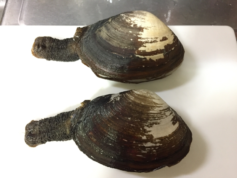 f:id:negineesan:20170412223554j:plain f:id:negineesan:20170412223554j:plain