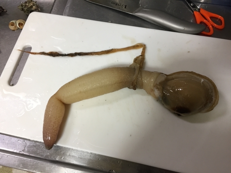 f:id:negineesan:20170509231939j:plain f:id:negineesan:20170509231939j:plain