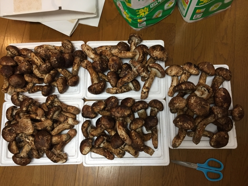 f:id:negineesan:20171222123014j:plain f:id:negineesan:20171222123014j:plain