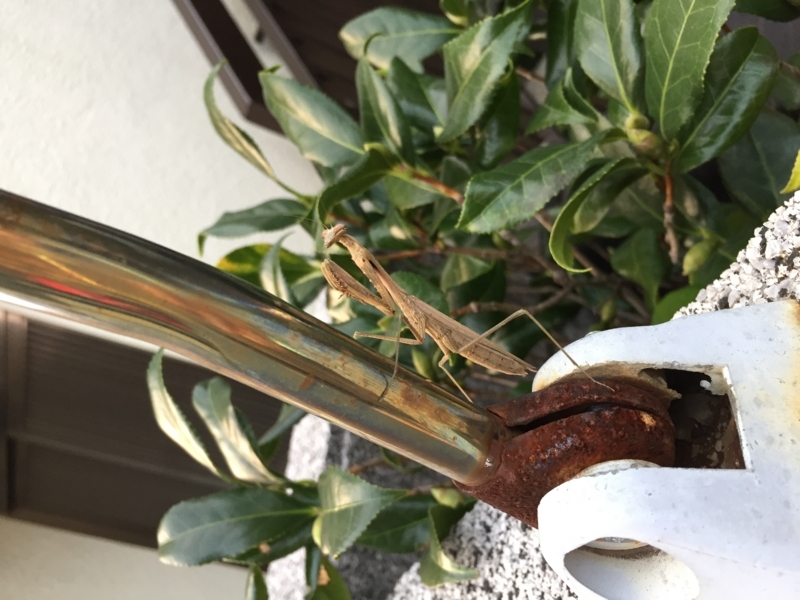 f:id:negineesan:20171224181607j:plain f:id:negineesan:20171224181607j:plain