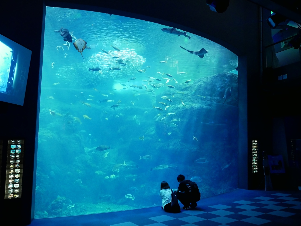 f:id:negototsukasa:20190607215729j:plain