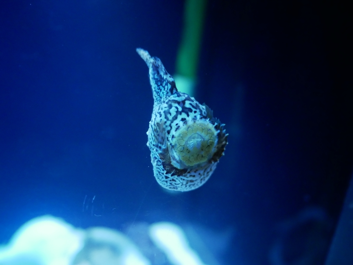 写真付き展示生物リスト しながわ水族館 水族館好きの水族館ブログ
