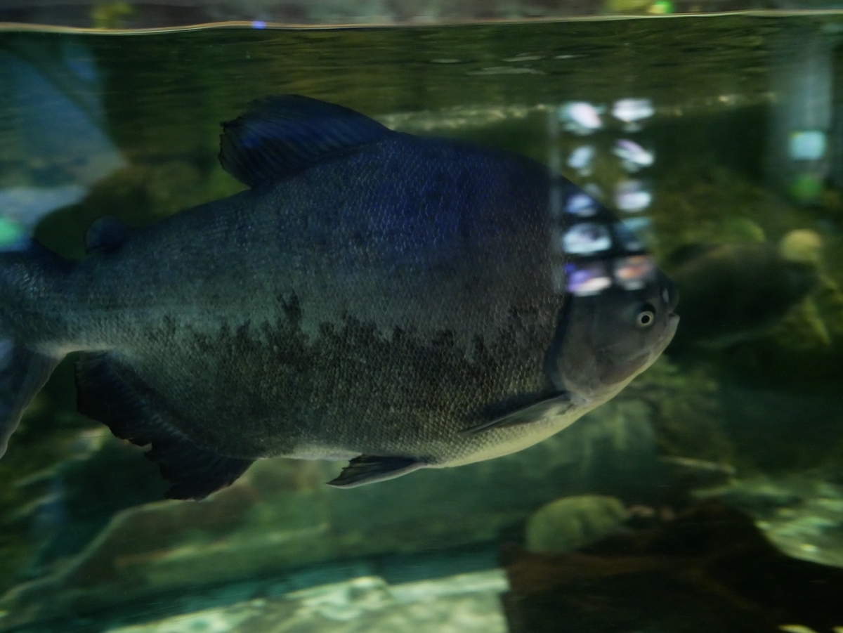 写真付き展示生物リスト しながわ水族館 水族館好きの水族館ブログ