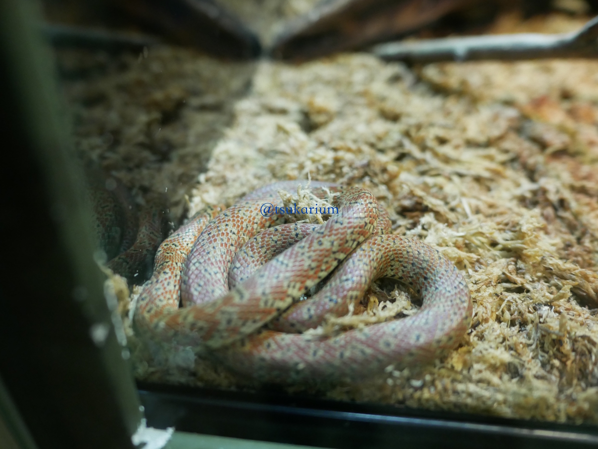 写真付き展示生物リスト 上野動物園 両生類爬虫類館 水族館好きの水族館ブログ