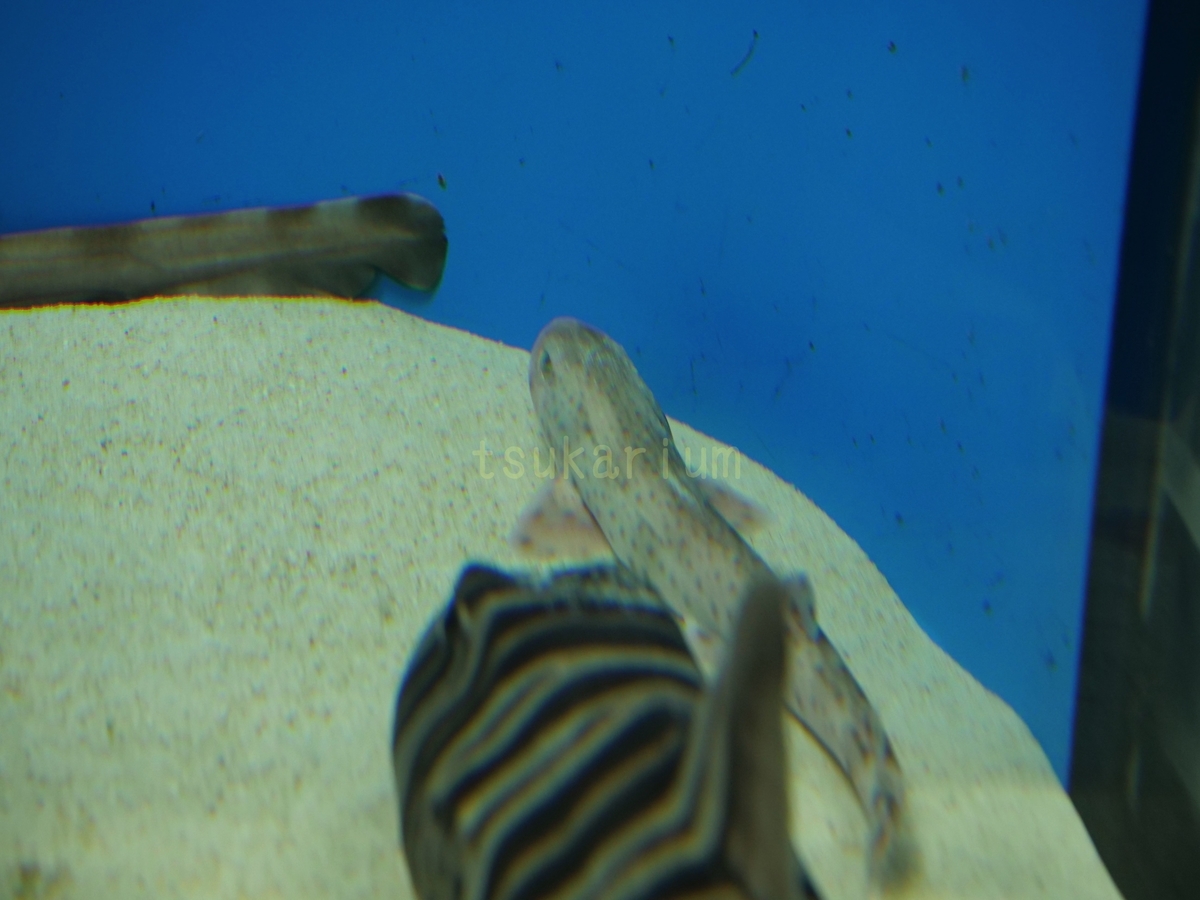 【写真付き展示生物リスト】アクアワールド茨城県大洗水族館 - 水族館好きの水族館ブログ