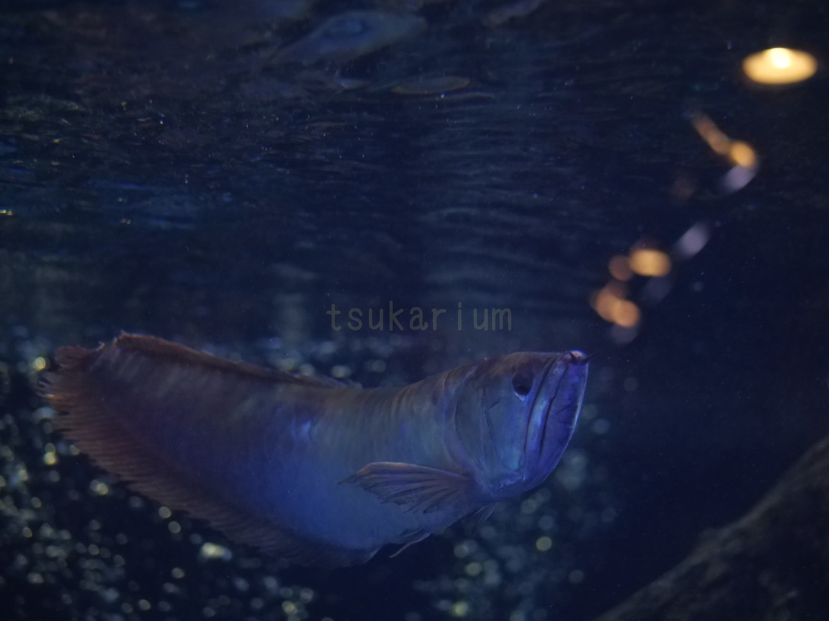 f:id:negototsukasa:20200329225612j:plain f:id:negototsukasa:20200329225612j:plain