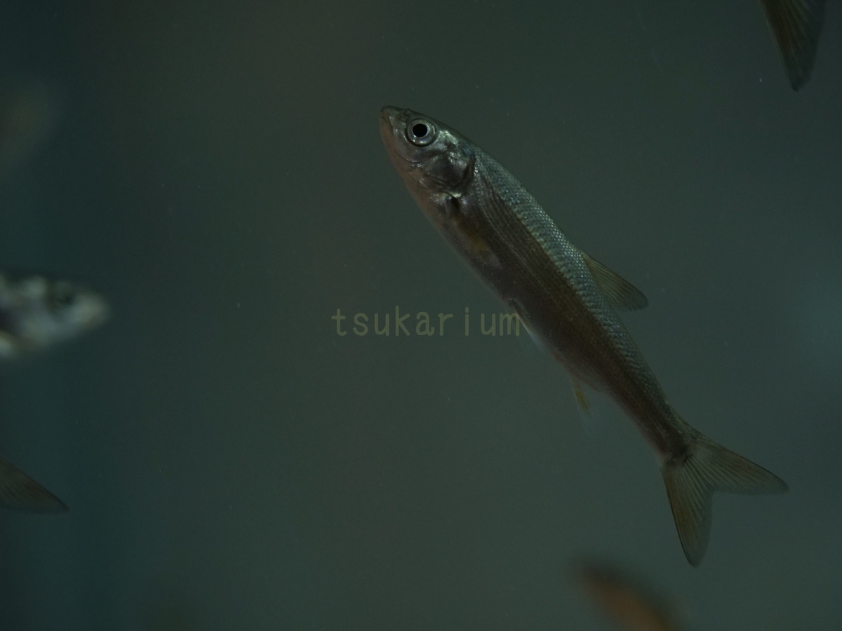 f:id:negototsukasa:20200329230644j:plain f:id:negototsukasa:20200329230644j:plain