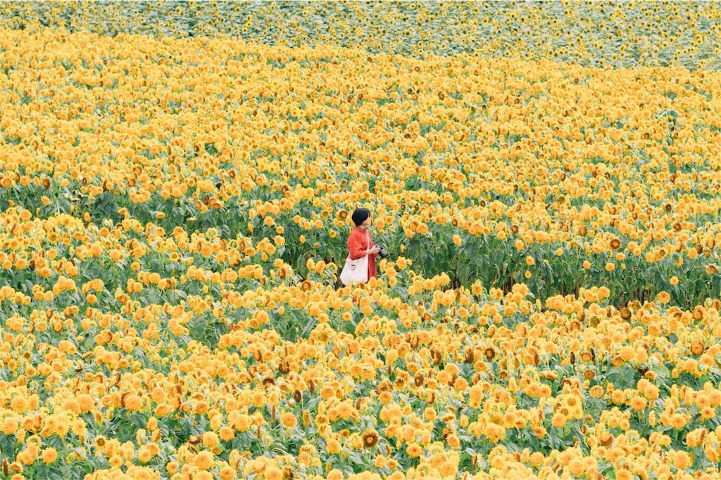 f:id:neguseboya:20180831200834j:image