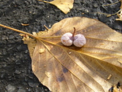 f:id:neimu:20091212120322j:image