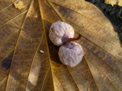 f:id:neimu:20091212120336j:image