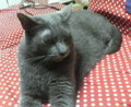20081017204228