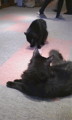 [オフ会][猫]200901(のいつか)ねこにもふもふされる会