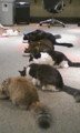 [オフ会][猫]200901(のいつか)ねこにもふもふされる会