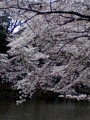 [風景][花]井の頭公園