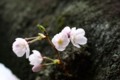 [風景][花]井の頭公園