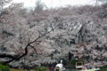 [風景][花]井の頭公園