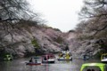 [風景][花]井の頭公園