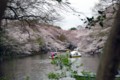 [風景][花]井の頭公園