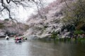 [風景][花]井の頭公園