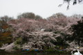 [風景][花]井の頭公園