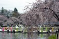 [風景][花]井の頭公園