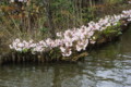 [風景][花]井の頭公園