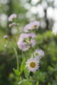 [風景][花]