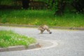 [風景][京都][猫]