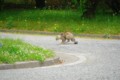 [風景][京都][猫]