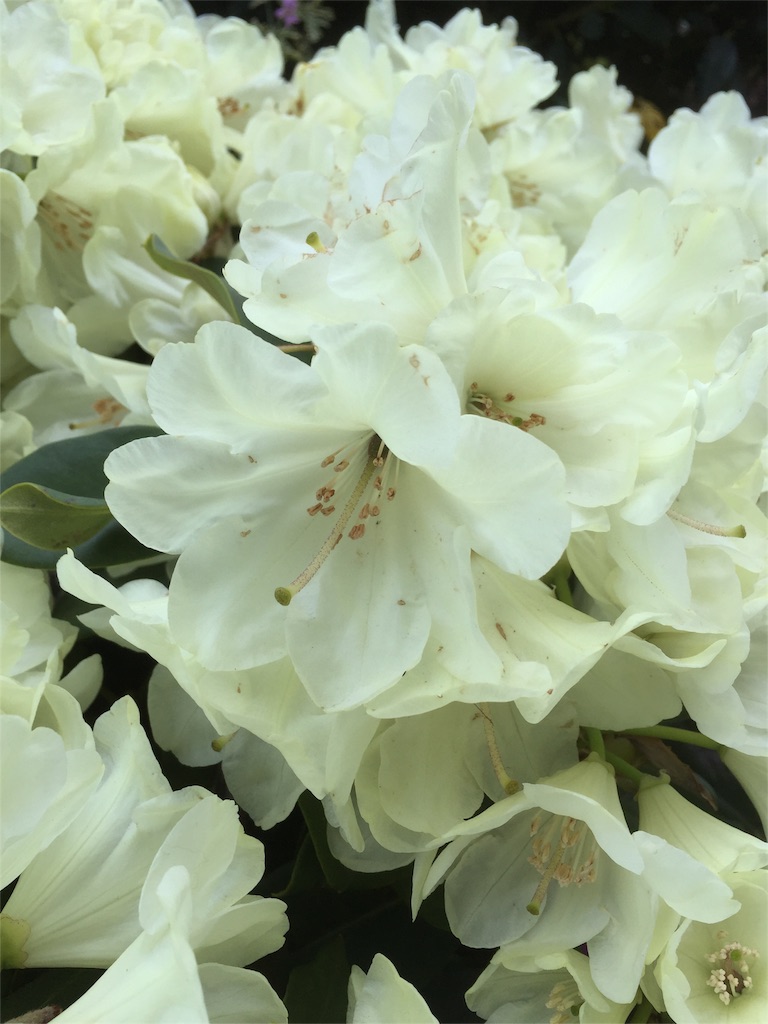 f:id:nejimakiya:20160508212305j:image f:id:nejimakiya:20160508212305j:image