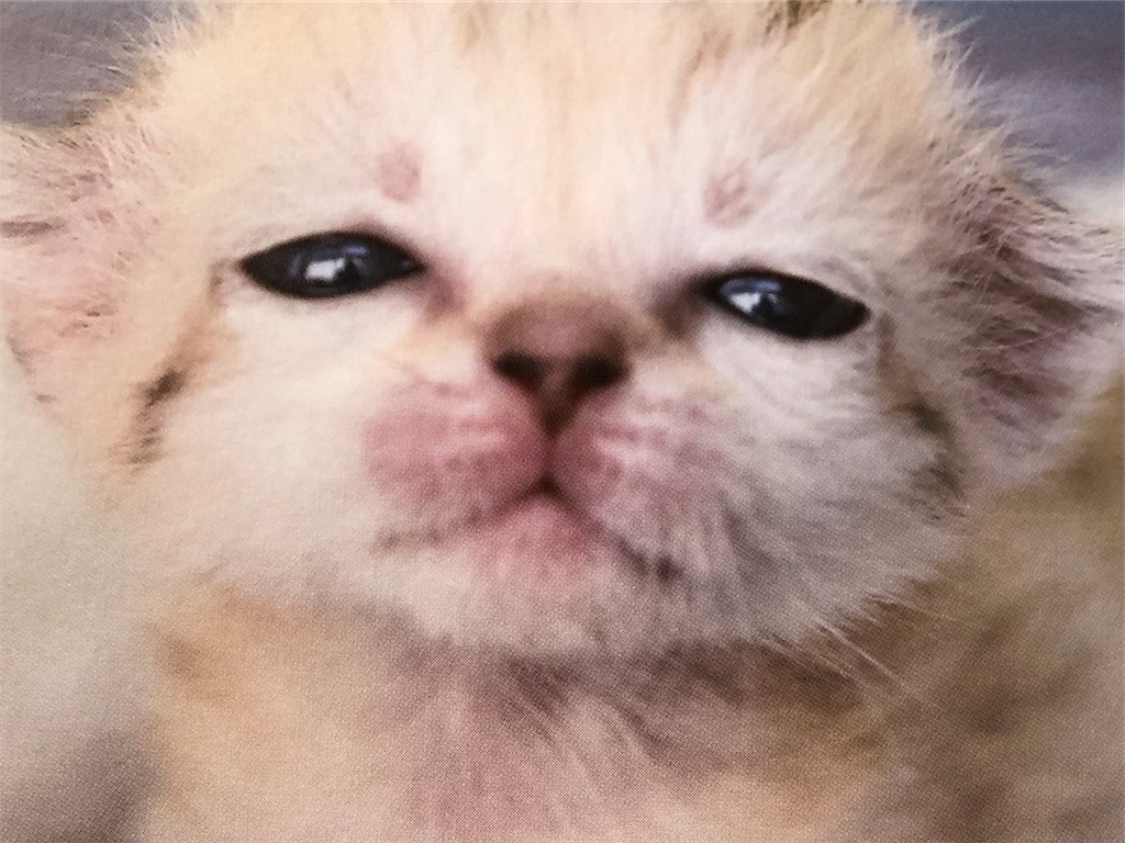 f:id:nekko09:20211026155102j:image f:id:nekko09:20211026155102j:image