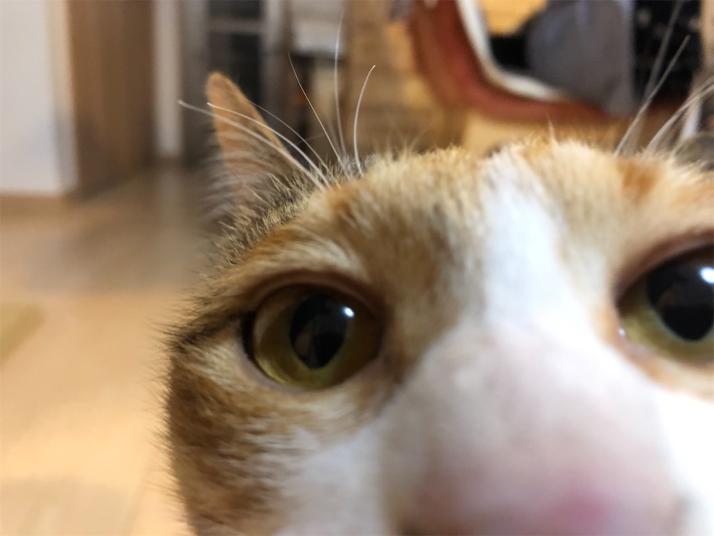 f:id:nekko09:20211028203024j:image f:id:nekko09:20211028203024j:image