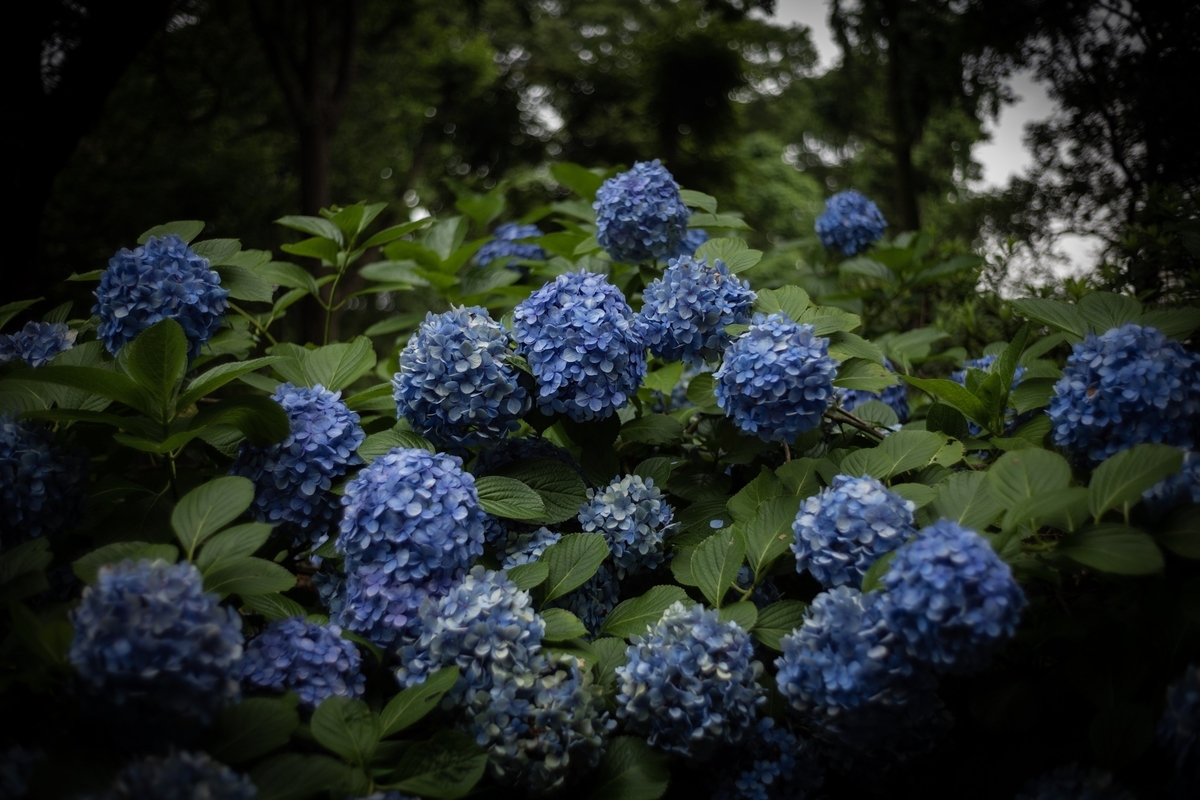 Summicron 35mm F2 7枚玉 Leica Summicron-M 35mm f2 7枚玉 レビュー作例 ライカ銘玉神