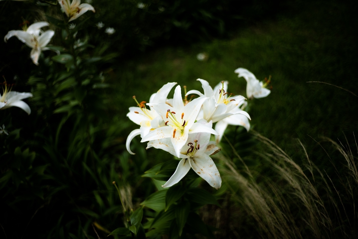 f:id:nekkor:20190721165915j:plain f:id:nekkor:20190721165915j:plain