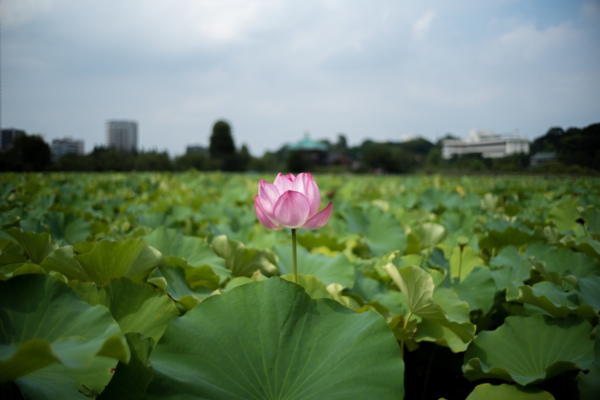 f:id:nekkor:20190901171849j:plain f:id:nekkor:20190901171849j:plain