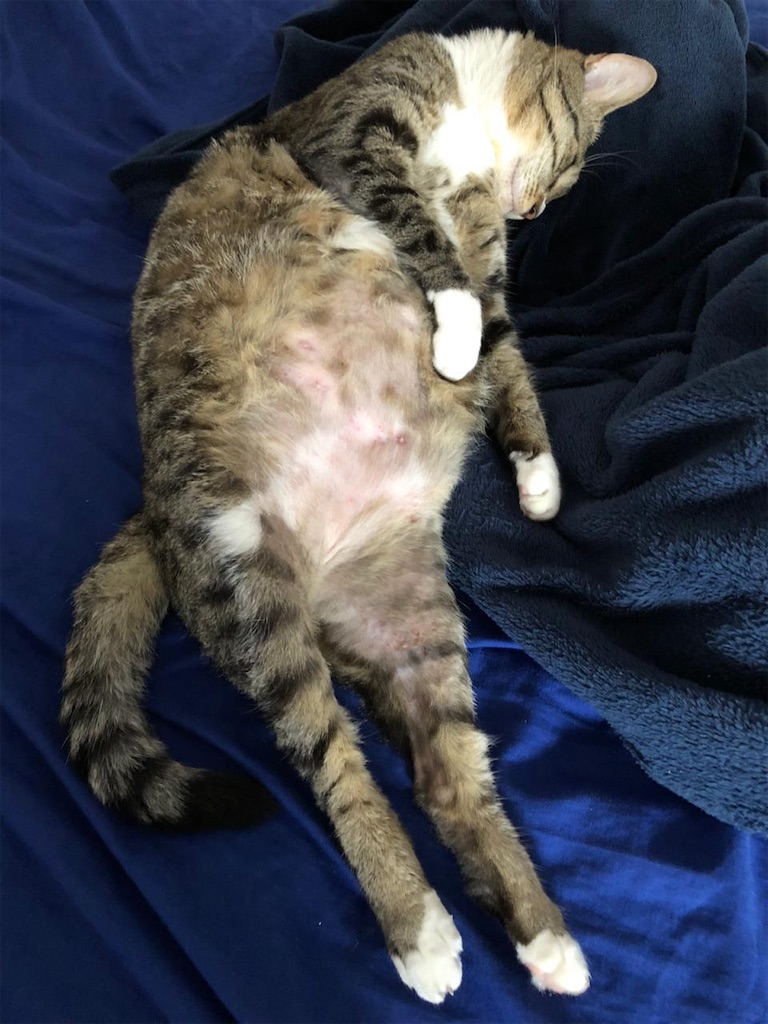 f:id:neko-bungu:20200406230942j:image f:id:neko-bungu:20200406230942j:image