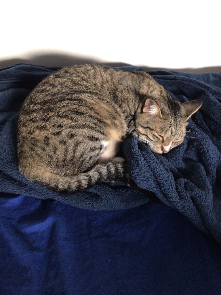 f:id:neko-bungu:20200406231014j:image f:id:neko-bungu:20200406231014j:image