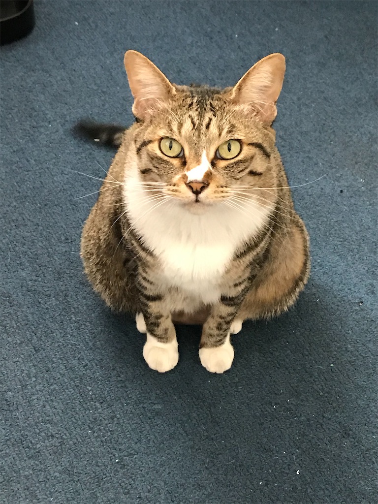 f:id:neko-bungu:20200406231250j:image f:id:neko-bungu:20200406231250j:image